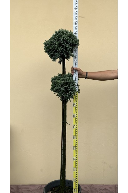 Ялівець лускатий Блю Стар на штамбі - 2 кулі ШТАМБ_20л/вис.120-160см/Ø20-30см/ШТАМБ 80-140см